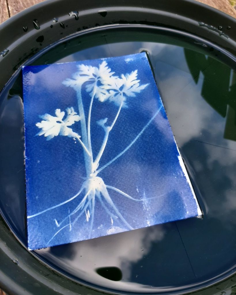 Atelier Cyanotype & Poésie